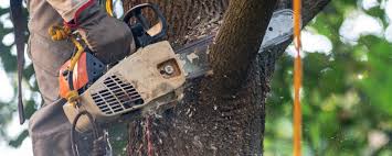 Best Tree Trimming and Pruning  in Port Angeles, WA