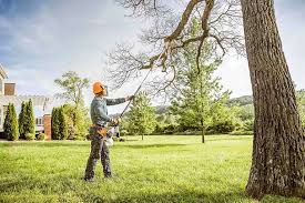 Trusted Port Angeles, WA Tree Services Experts