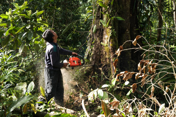 Best Tree Risk Assessment  in Port Angeles, WA