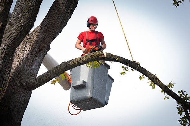 Best Fruit Tree Pruning  in Port Angeles, WA